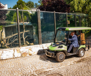 Ambasador Indonezji nadała imię młodej tygrysicy z wrocławskiego zoo