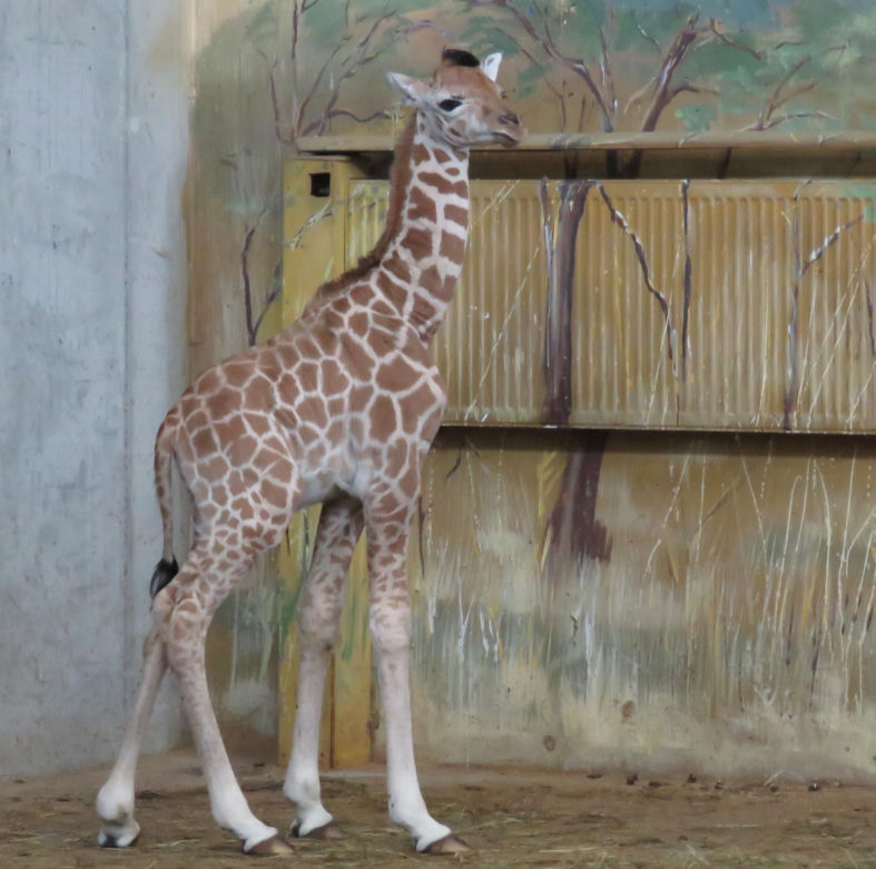 Żyrafka w zamojskim zoo