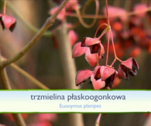 Jesień w ogrodzie: jakie rośliny upiększą nasz ogród jesienią?