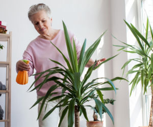 Popularne rośliny doniczkowe w polskich domach