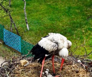 Bociani celebryta z Krutyni został tatą! Krutek doczekał się aż pięciorga piskląt
