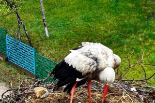 Bociani celebryta z Krutyni został tatą! Krutek doczekał się aż pięciorga piskląt