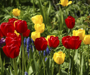tulipany