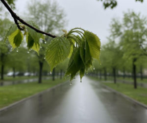 Pogoda na weekend w Bydgoszczy 1-3 maja. Czeka nas wzrost temperatury i deszczowy finał