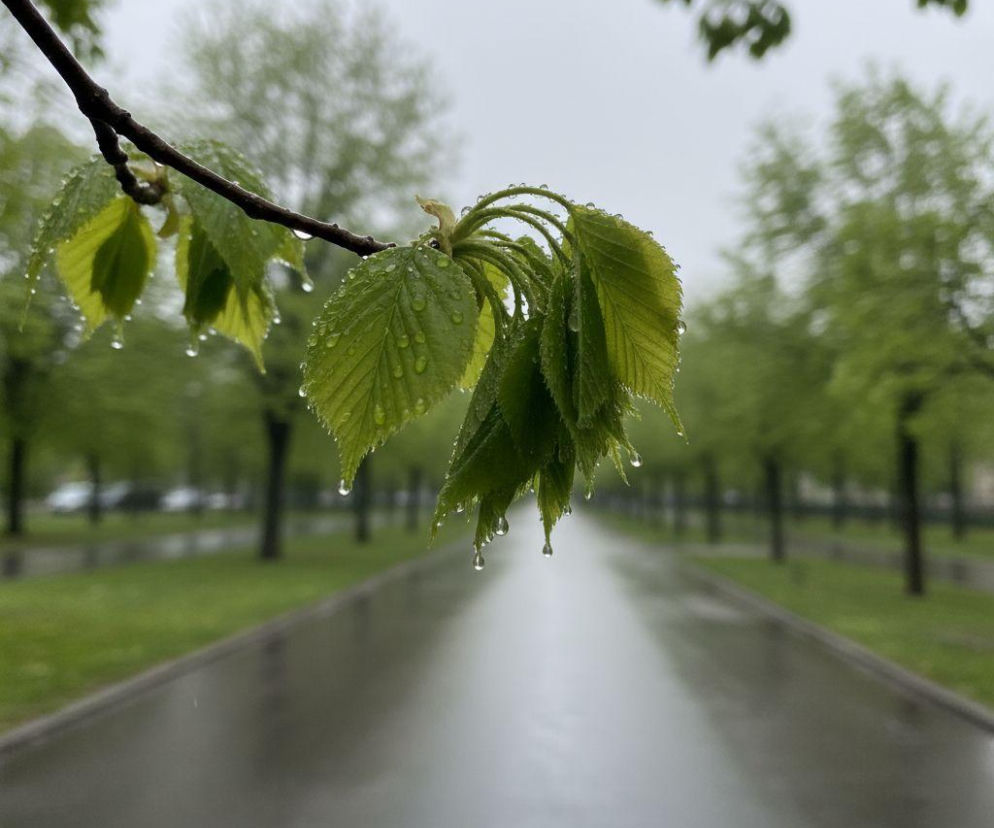 AI zdjęcie do artykułu