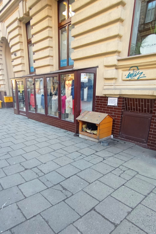 Czy kot Gacek dostanie "etat" w magistracie?