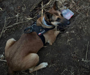 34-latek próbował ukryć narkotyki, ale wpadł przez policyjnego psa