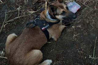 34-latek próbował ukryć narkotyki, ale wpadł przez policyjnego psa