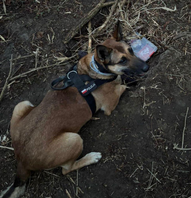 34-latek próbował ukryć narkotyki, ale wpadł przez policyjnego psa