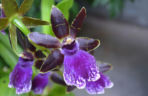 Storczyk Zygopetalum