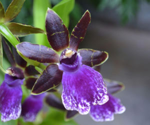 Storczyk Zygopetalum