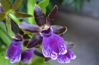 Storczyk Zygopetalum