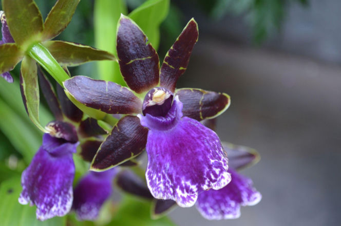 Storczyk Zygopetalum