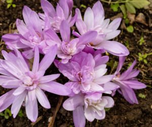 Zimowit jesienny, odmiana 'Waterlily'
