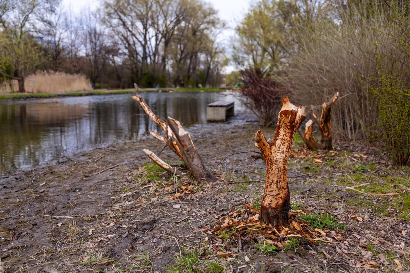 Bobrowe tamy na Potoku Służewieckim w Warszawie