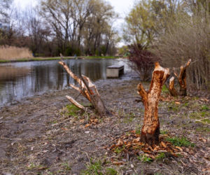 Bobrowe tamy na Potoku Służewieckim w Warszawie