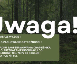 Puma na wolności na Dolnym Śląsku? Ogłoszono alarm i zakaz wstępu do lasu!