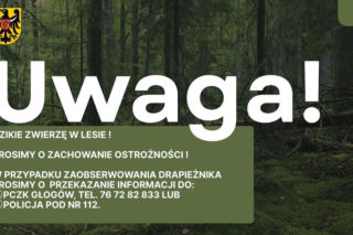 Puma na wolności na Dolnym Śląsku? Ogłoszono alarm i zakaz wstępu do lasu!