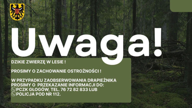Puma na wolności na Dolnym Śląsku? Ogłoszono alarm i zakaz wstępu do lasu!