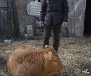 Rolnik z Podlasia bronił swojego bydła. Gdyby nie brat, to by mnie tam zatłukli