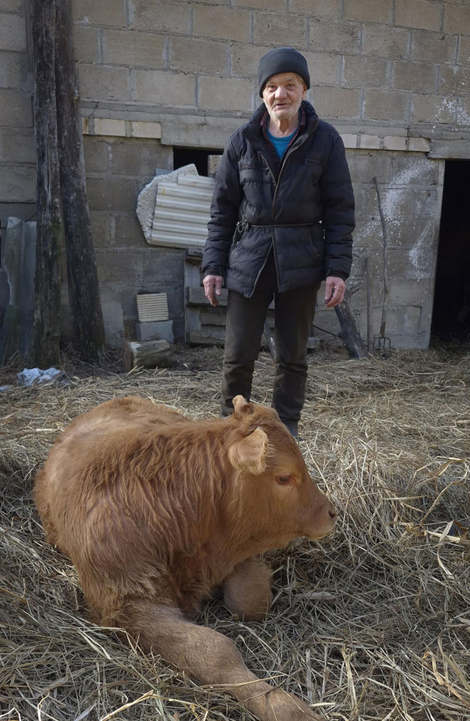 Rolnik z Podlasia bronił swojego bydła. "Gdyby nie brat, to by mnie tam zatłukli"