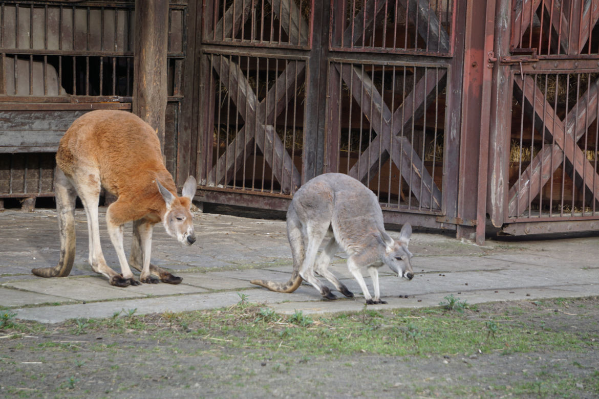 Nowy mieszkaniec wrocławskiego zoo