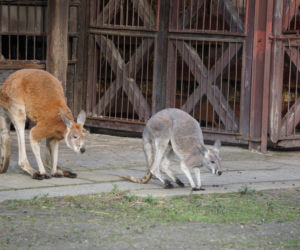 Nowy mieszkaniec wrocławskiego zoo