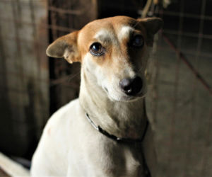 Eutanazja zwierząt w schronisku na Podkarpaciu? Fundacja zarzuca rażące zaniedbania, właściciel odpowiada