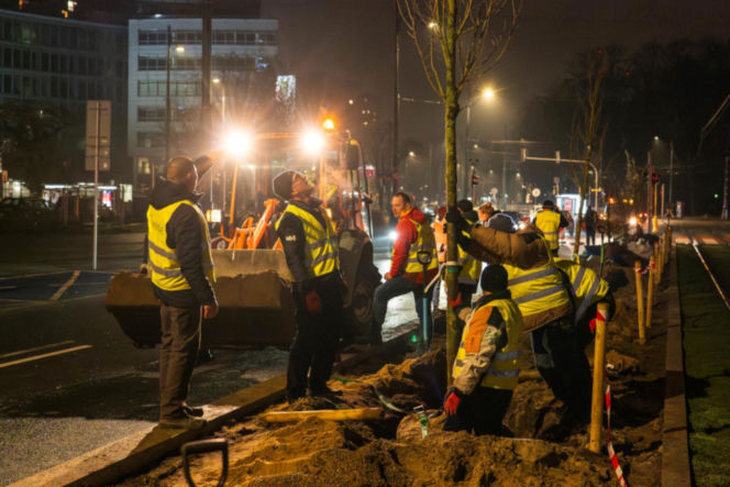 Nowe drzewa na ul. Marszałkowskiej w Warszawie