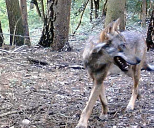 Północne Mazowsze. Do tej pory było je tylko słychać! Wilki w obiektywie!