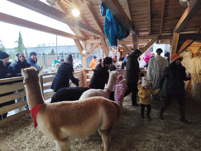 Musisz to zobaczyć! Wyjątkowa żywa szopka w Krakowie przyciąga tłumy