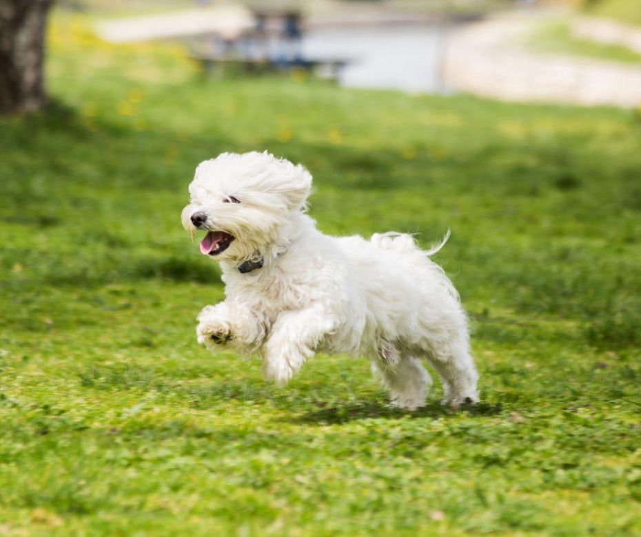 Bichon frisé