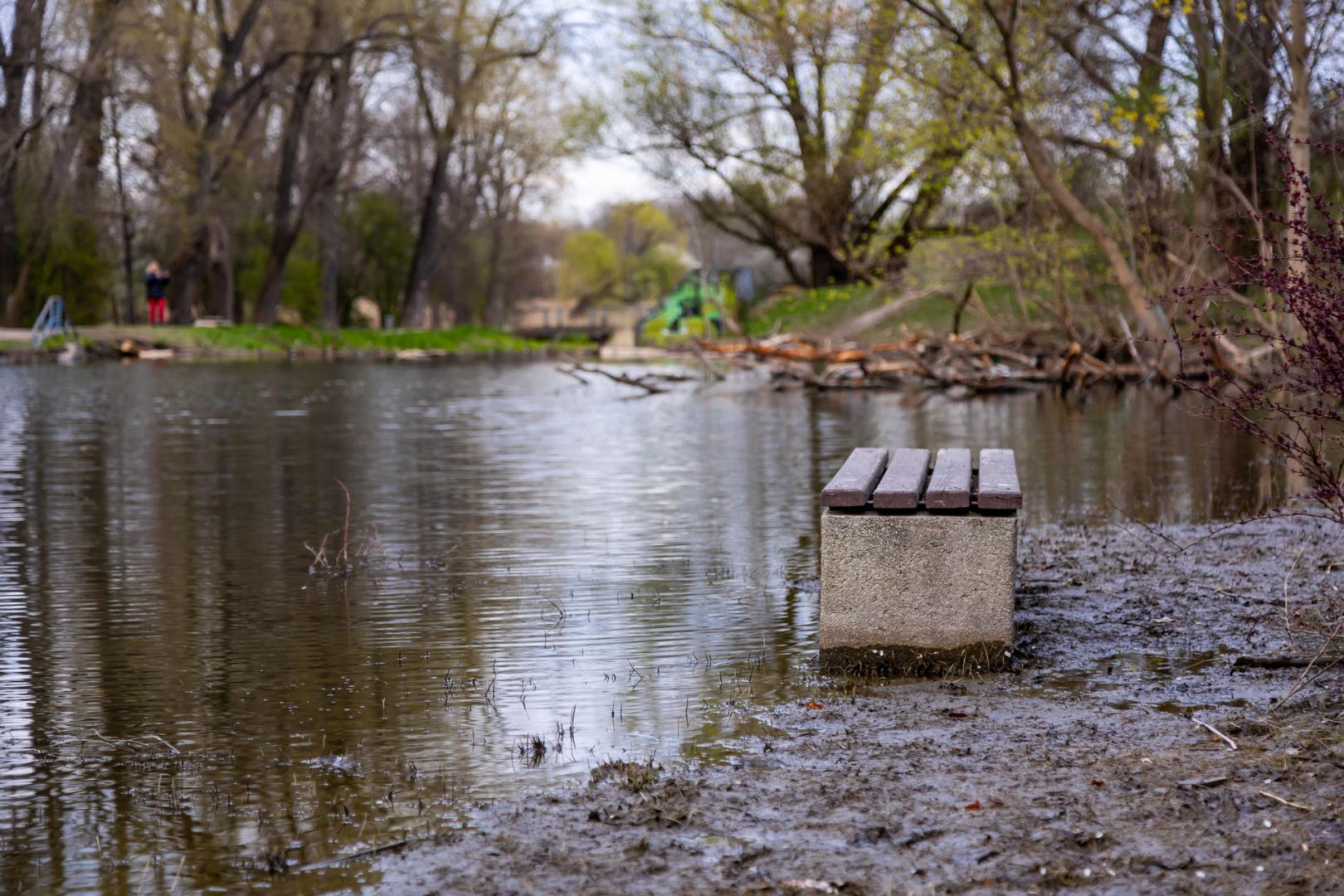 Bobrowe tamy na Potoku Służewieckim w Warszawie