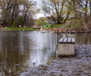 Bobrowe tamy na Potoku Służewieckim w Warszawie