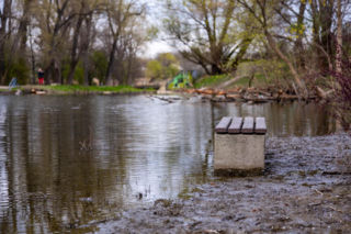 Bobrowe tamy na Potoku Służewieckim w Warszawie