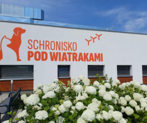 Karma, gryzaki i chwila na spacer. Jak pomóc zwierzętom ze schroniska „Pod Wiatrakami”?