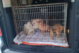 Metalowy łańcuch wrósł w szyję Reksia. Trzy kundelki z odmrożeniami