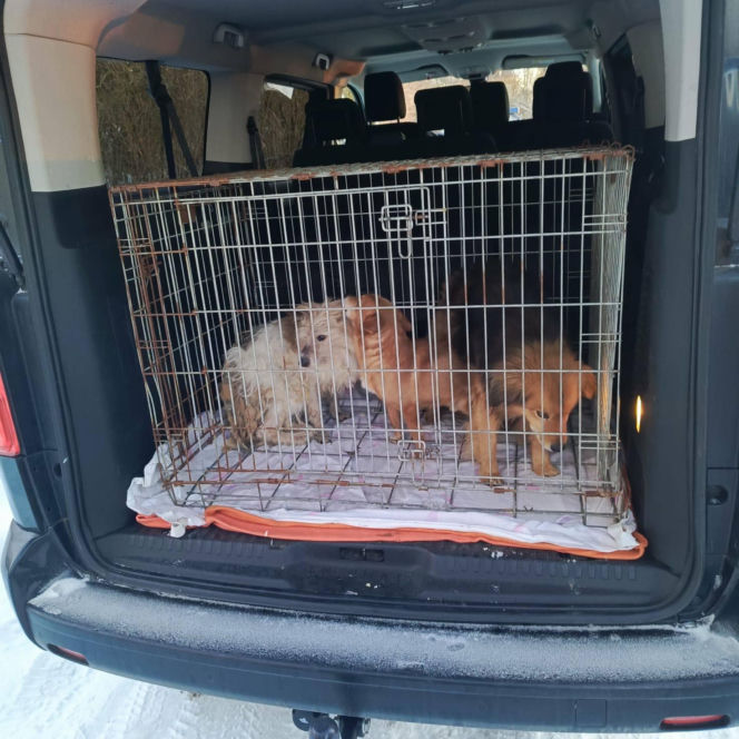 Metalowy łańcuch wrósł w szyję Reksia. Trzy kundelki z odmrożeniami