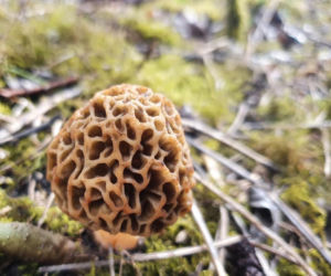 Smardze – leśna arystokracja