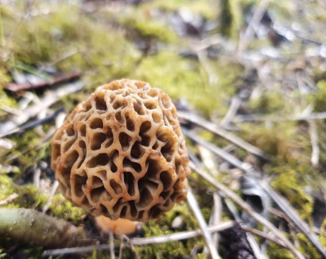 Smardze – leśna arystokracja