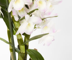 KK_dendrobium.jpg