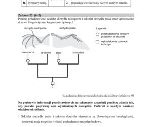 Matura 2019 z biologii [ARKUSZE CKE, ODPOWIEDZI]