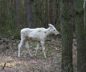 Między drzewami spacerował biały łoś! Zaskakujący widok w Kampinoskim Parku Narodowym