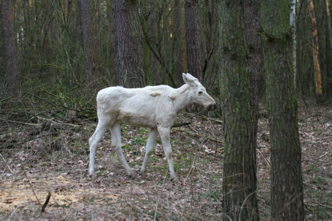 Między drzewami spacerował biały łoś! Zaskakujący widok w Kampinoskim Parku Narodowym