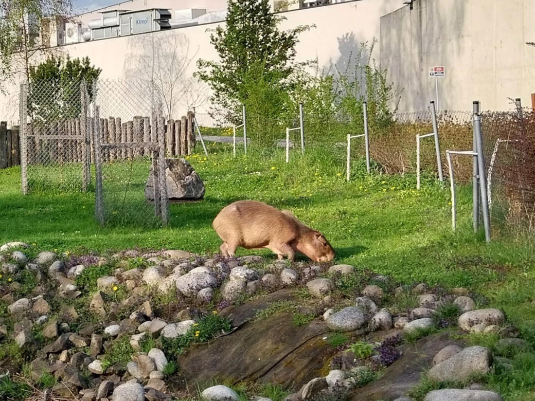 Wiosenny spacer w zamojskim zoo