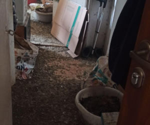 Żyła w mieszkaniu z chmarą gołębi. Służby weszły do środka i oniemiały!