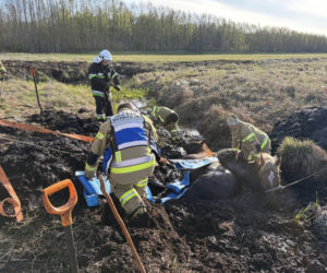 Konie uwięzione w bagnie