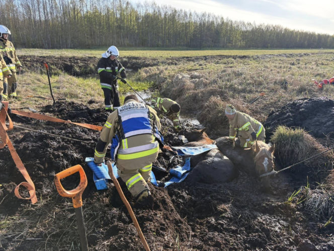 Konie uwięzione w bagnie