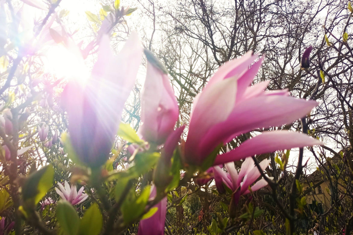 Magnolie w Szczecinie