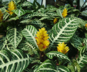 Afelandra stercząca: piękna, ale wymagająca? Sprawdź, jak ją uprawiać